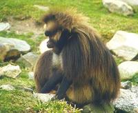 Image of: Theropithecus gelada (gelada baboon)