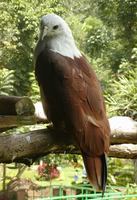 Haliastur indus - Brahminy Kite