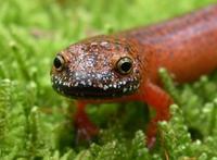 Image of: Pseudotriton ruber (red salamander)