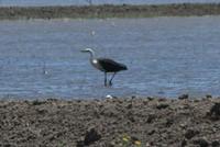 Ardea pacifica - Pacific Heron