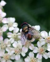 Image of: Phaenicia sericata
