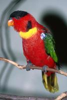 Lorius chlorocercus - Yellow-bibbed Lory