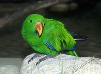 Eclectus roratus - Eclectus Parrot