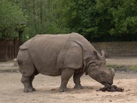 Rhinoceros unicornis - Great Indian Rhinoceros