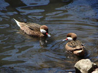 Image of: Anas bahamensis (white-cheeked pintail)