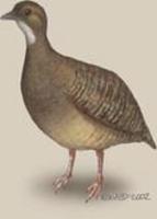 Image of: Crypturellus cinnamomeus (thicket tinamou)