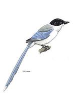 Image of: Cyanopica cyanus (azure-winged magpie)