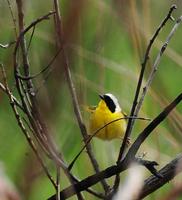 Image of: Geothlypis trichas (common yellowthroat)