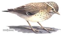 Image of: Lullula arborea (wood lark)