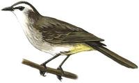 Image of: Pycnonotus goiavier (yellow-vented bulbul)