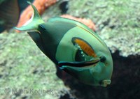 Acanthurus olivaceus - Orangeshoulder Surgeonfish