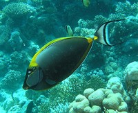 Naso lituratus - Barcheek Unicornfish