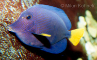 Zebrasoma xanthurum - Dusky Sailfin Tang