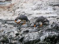 Image of: Tachyeres pteneres (flightless steamerduck)