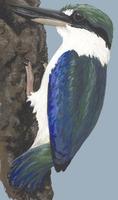 Image of: Todiramphus chloris (collared kingfisher)