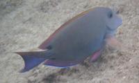 Image of: Acanthurus nigrofuscus