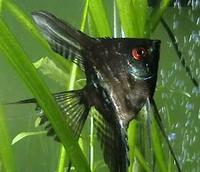 Image of: Pterophyllum scalare   (angelfish)