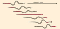 Image of: Serpentes (snakes)