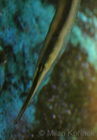 Aeoliscus strigatus