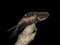 Great Eared Nightjar - Eurostopodus macrotis