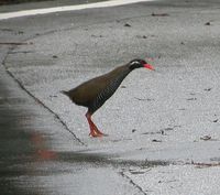 Okinawa Rail - Gallirallus okinawae