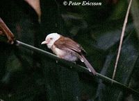 Collared Babbler - Gampsorhynchus torquatus