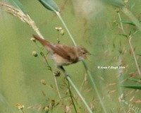 Long-billed Bush Warbler? - Bradypterus major