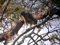 Philippine Hawk-Eagle - Spizaetus philippensis