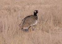 White-quilled Bustard - Eupodotis afraoides