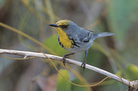 Olive-capped Warbler (Dendroica pityophila) photo