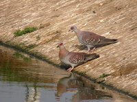 Speckled Pigeon - Columba guinea