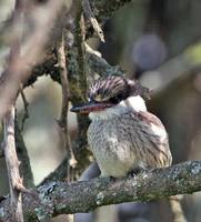 Striped Kingfisher - Halcyon chelicuti