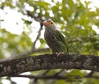 Lineated Barbet - Megalaima lineata