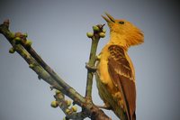 Cream-colored Woodpecker - Celeus flavus