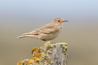 Short-billed Miner - Geositta antarctica