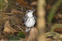 Banded Antwren - Dichrozona cincta