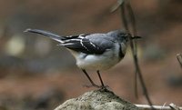 Mountain Wagtail - Motacilla clara