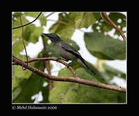 Pale-gray Cuckoo-shrike - Coracina ceramensis