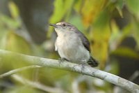 Tooth-billed Wren - Odontorchilus cinereus