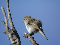 Common Chiffchaff - Phylloscopus collybita