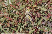 Gray-fronted Honeyeater - Lichenostomus plumulus