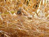 Chestnut-eared Bunting - Emberiza fucata