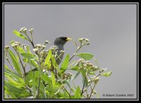 Slender-billed Finch - Xenospingus concolor