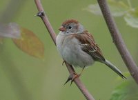 Field Sparrow - Spizella pusilla