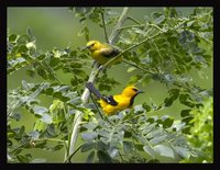 Yellow Oriole - Icterus nigrogularis