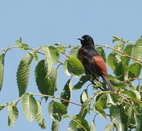 Orchard Oriole - Icterus spurius