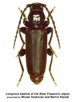 단송넓적하늘소 - Tetropium castaneum