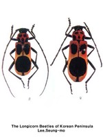 달주홍하늘소 - Purpuricenus sideriger