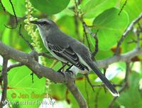 Tropical Mockingbird