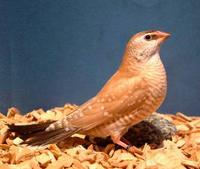 * Fawn Cherry Finch